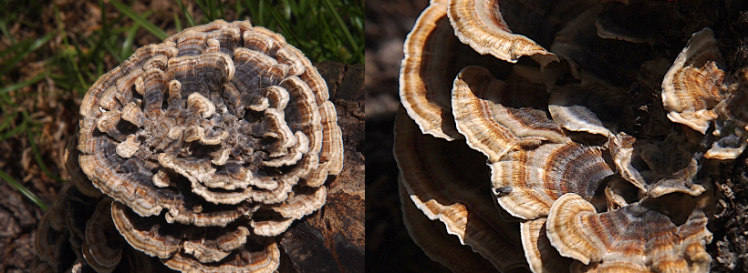 [Two photos spliced together. On the left is a top down view of what was the stump. A series of rings of fungi growth completely cover it. On the right is a close view of the growth. The colors vary with bluish brown near the center and lighter shades of brown near the outer edges of each of the leaflet ring sections. ]